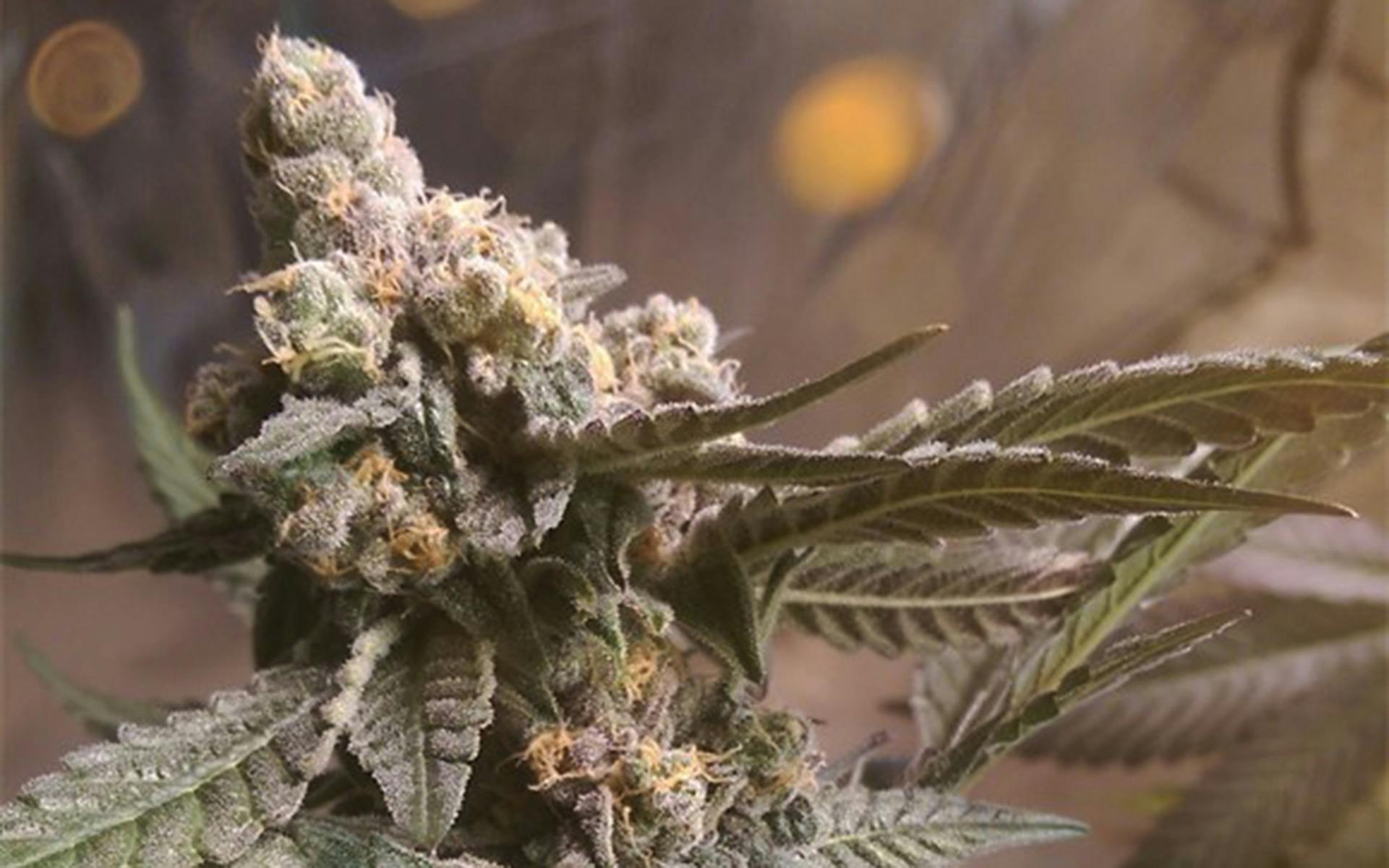 Tips for growing Purple Urkle cannabis image