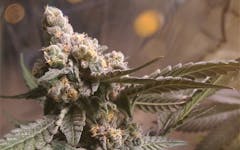 Tips for Growing Purple Urkle Cannabis