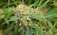 Tips for Growing Skywalker Cannabis