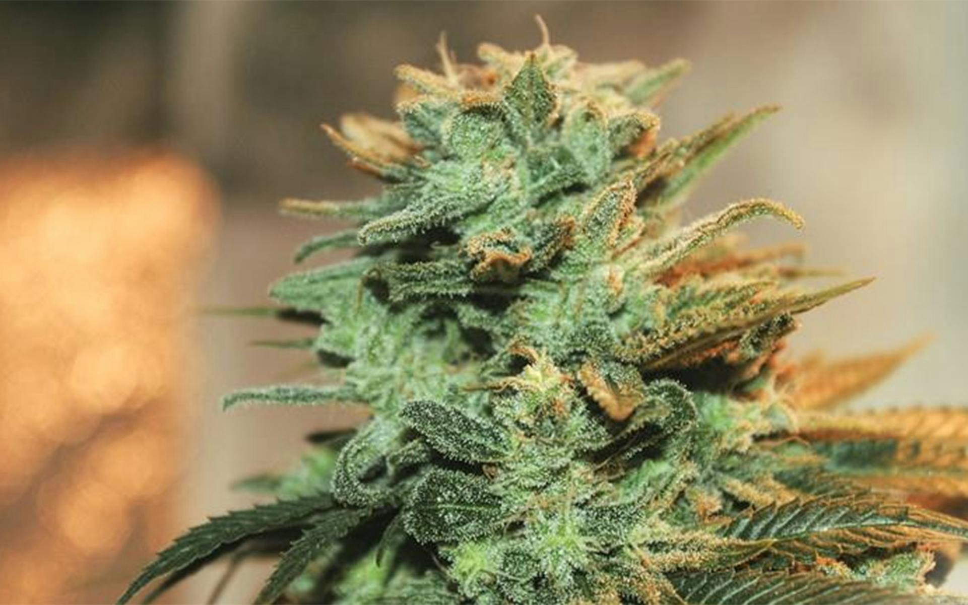Tips for growing G13 cannabis image