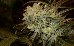 Tips for Growing White Rhino Cannabis
