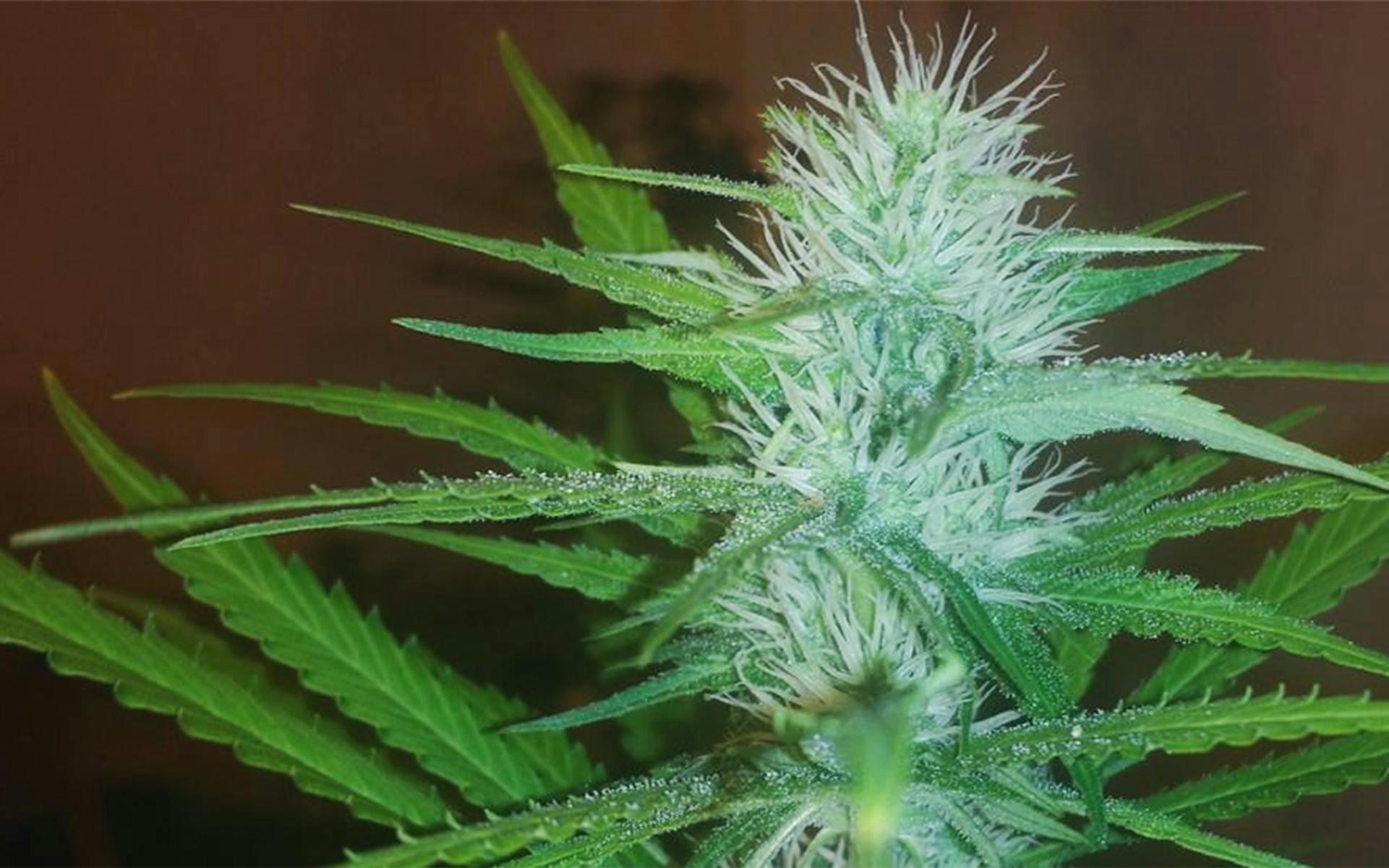 Tips for growing Lemon Kush cannabis image