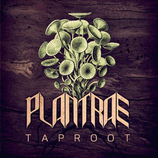 plantrae-taproot-web