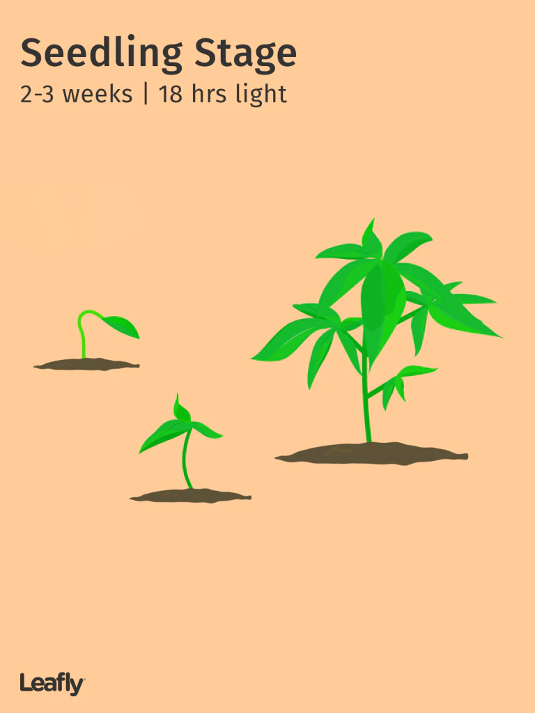 Marijuana Plant Seedling Stage