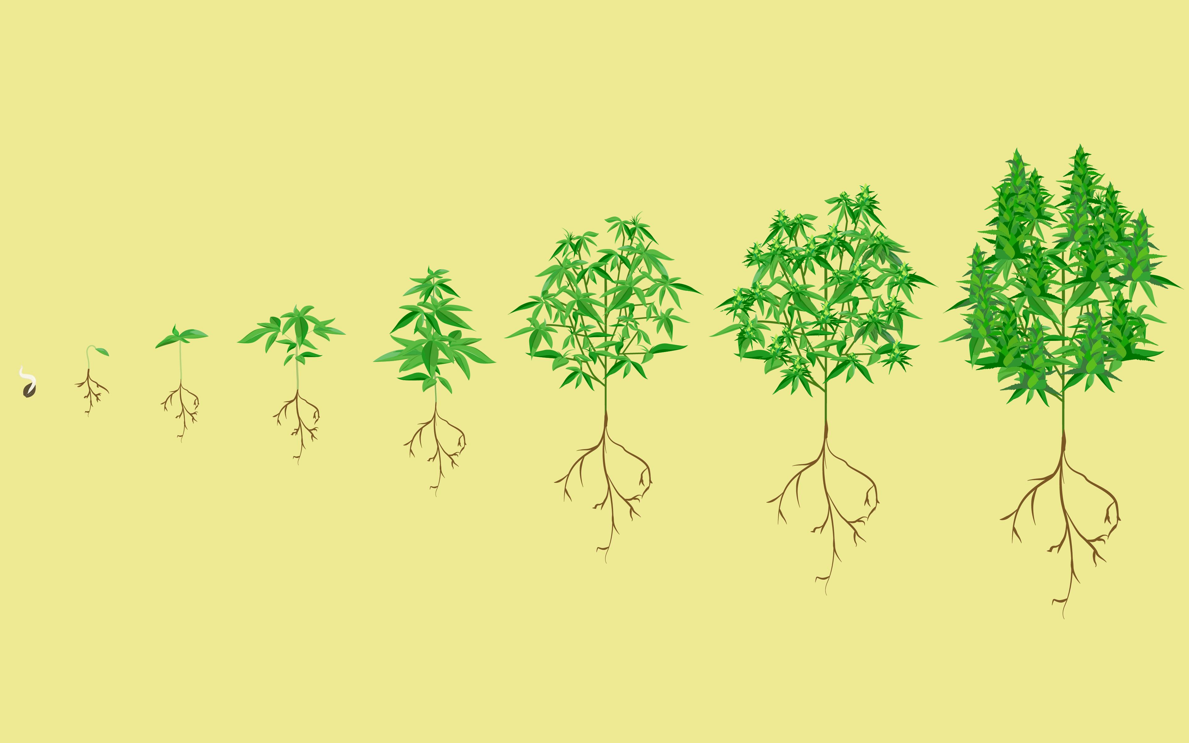 Stages of the marijuana plant growth image