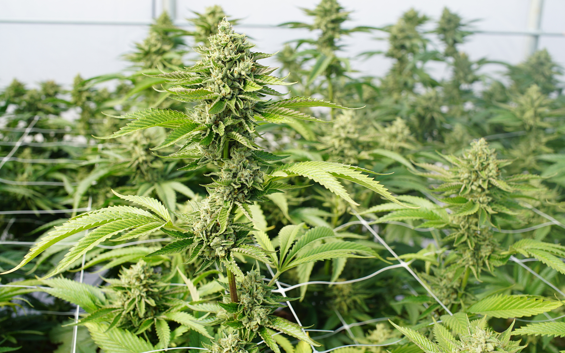 5 HighYielding Strains for Your Cannabis Garden Leafly