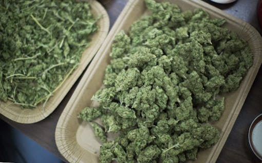 Trimmed cannabis buds