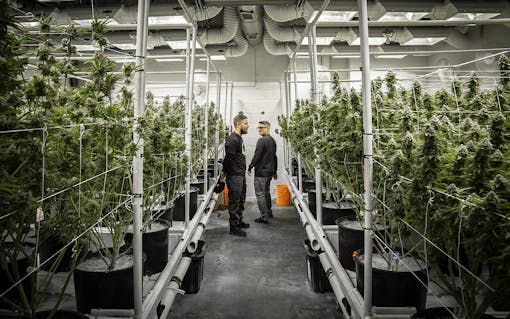 Project Manager Nick Costello (left) and Denver GM Mike Walsh (right) survey a flower chamber at one of Three a Light's Colorado farms.