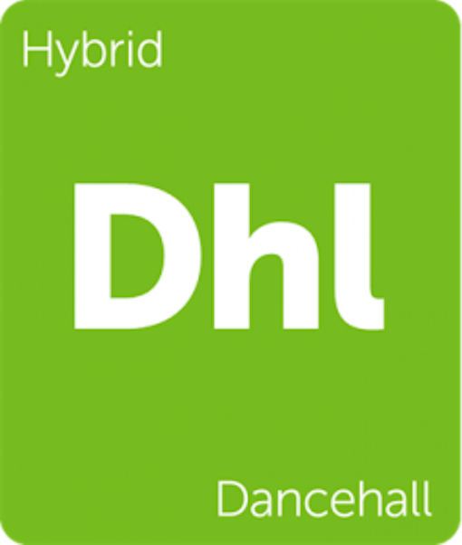 Leafly Dancehall hybrid cannabis strain