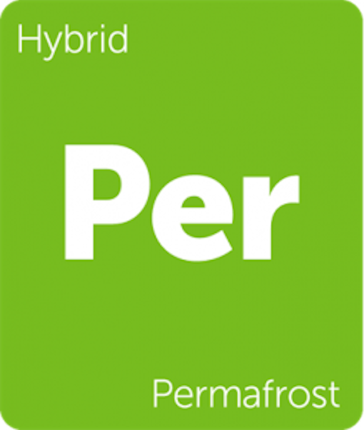 Leafly Permafrost hybrid cannabis strain
