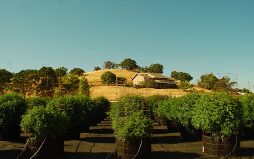 “Calaveras really has the opportunity to be the Napa of cannabis.”