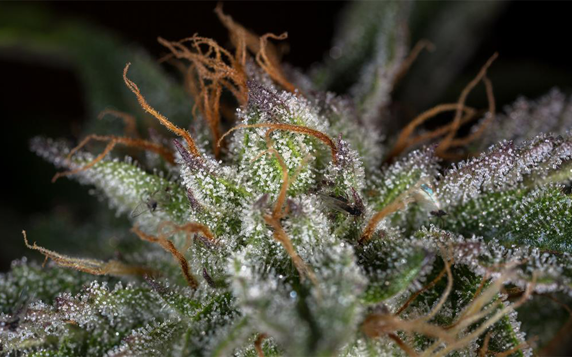 Featured image of post Hugo Hindu Strain Compare up to 5 different strains at one time