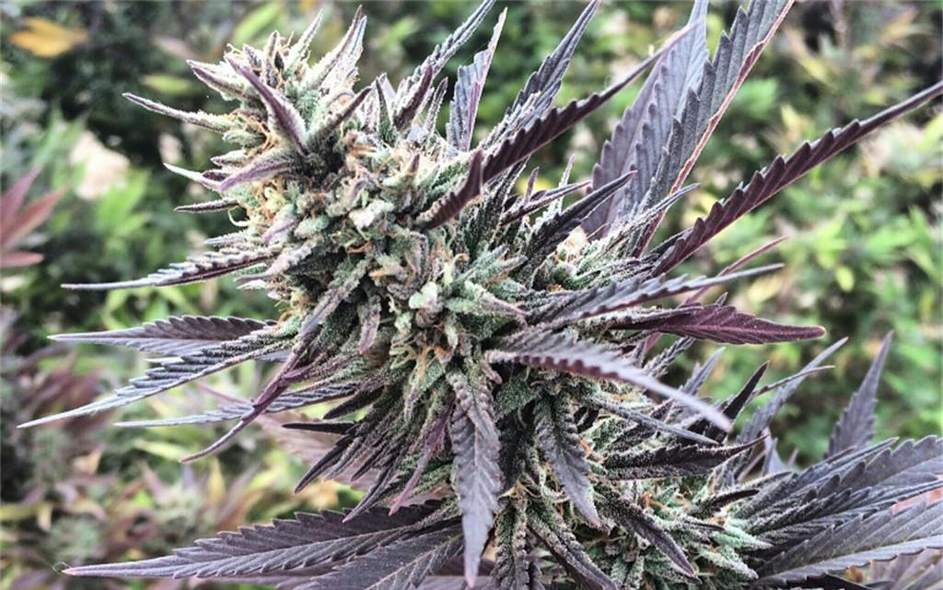 Tips for growing Mango Kush cannabis image