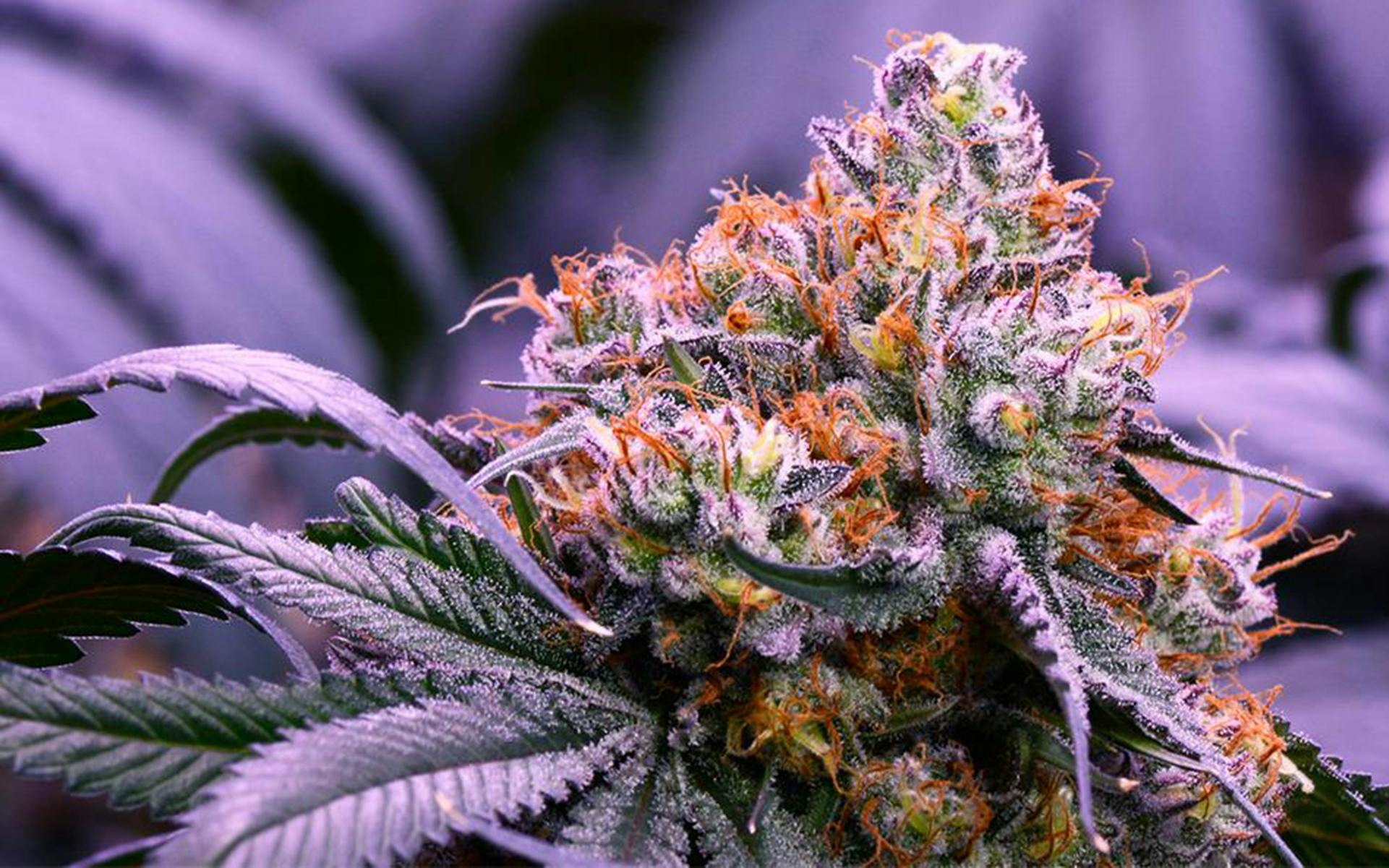 Tips for growing Obama Kush cannabis image
