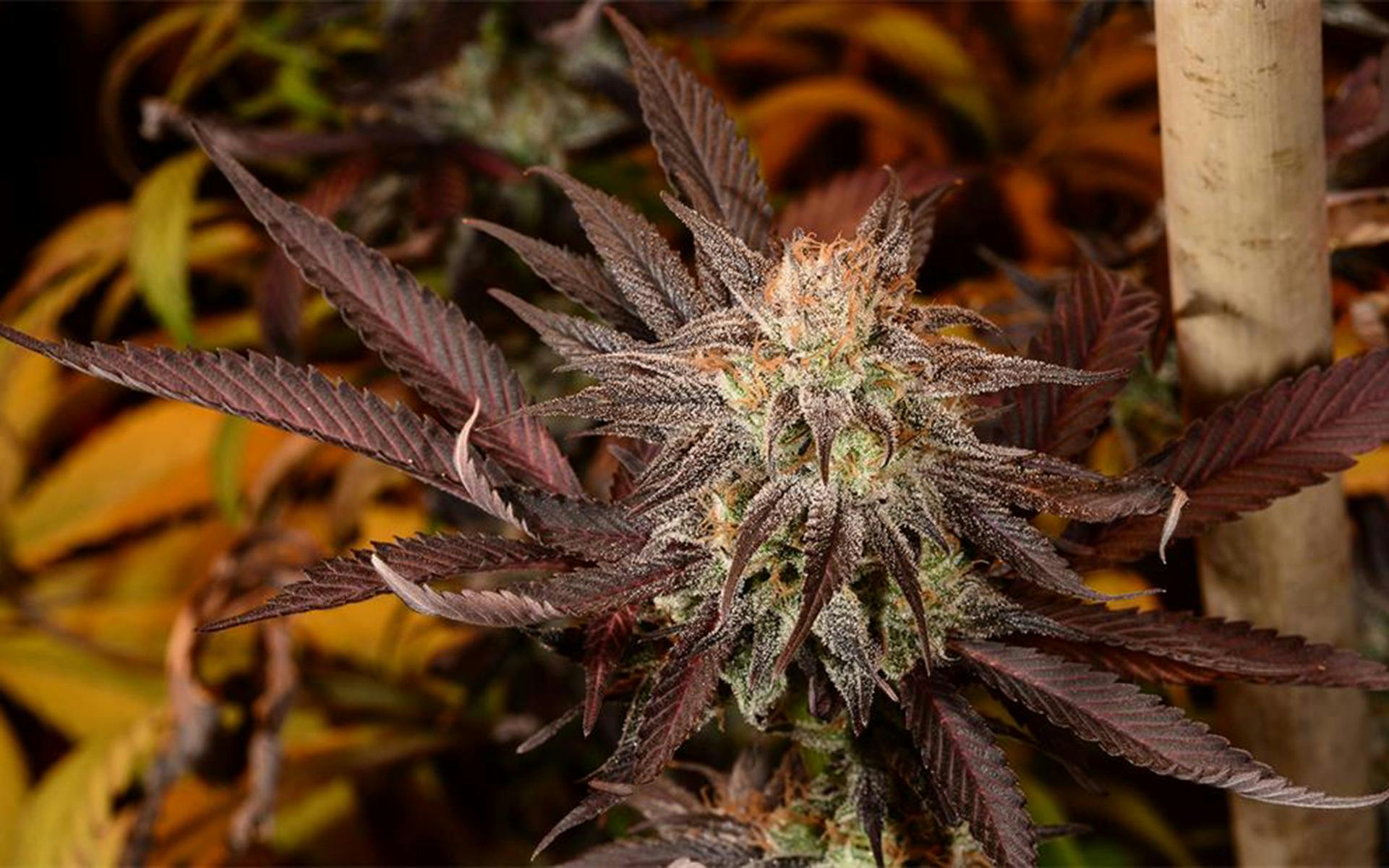 Tips for growing Juicy Fruit cannabis image