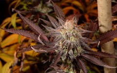 Tips for Growing Juicy Fruit Cannabis