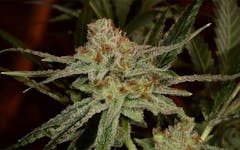 Tips for Growing Lemon Skunk Cannabis