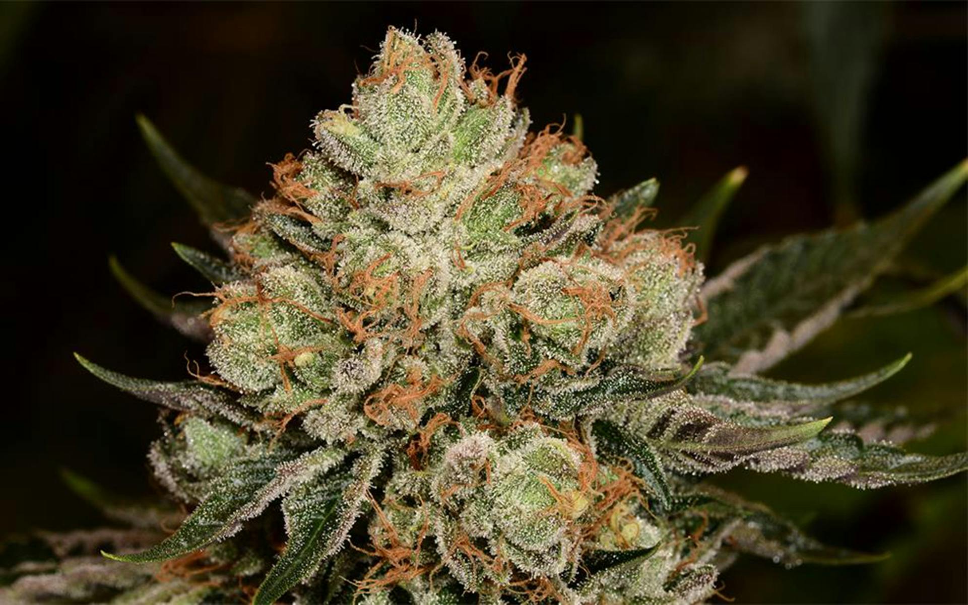 Tips for growing Alien OG cannabis image