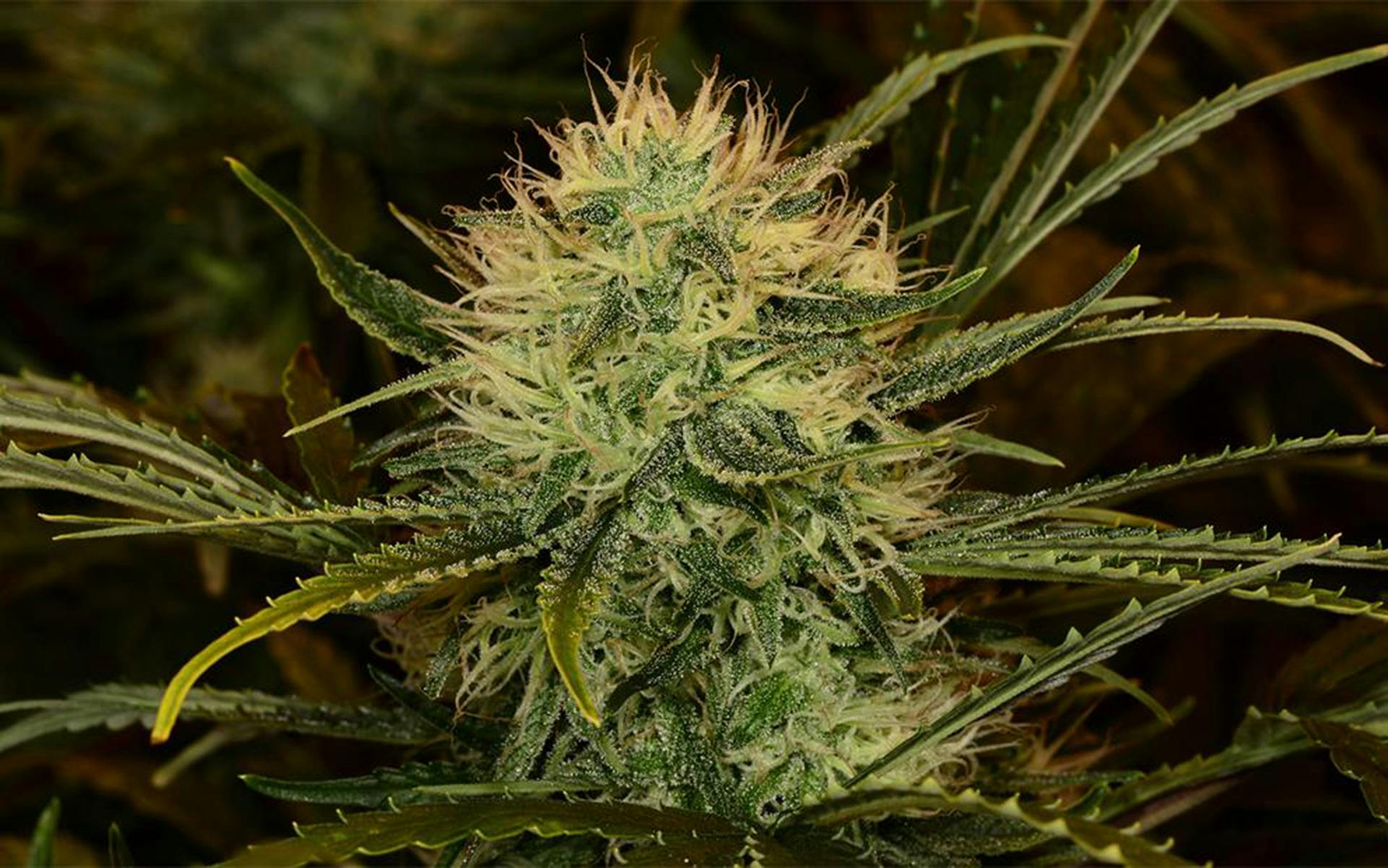 Tips for growing Romulan cannabis image