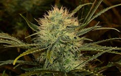 Tips for Growing Romulan Cannabis