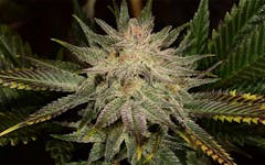 Tips for Growing Banana Kush Cannabis