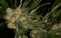Tips for Growing NYC Diesel Cannabis