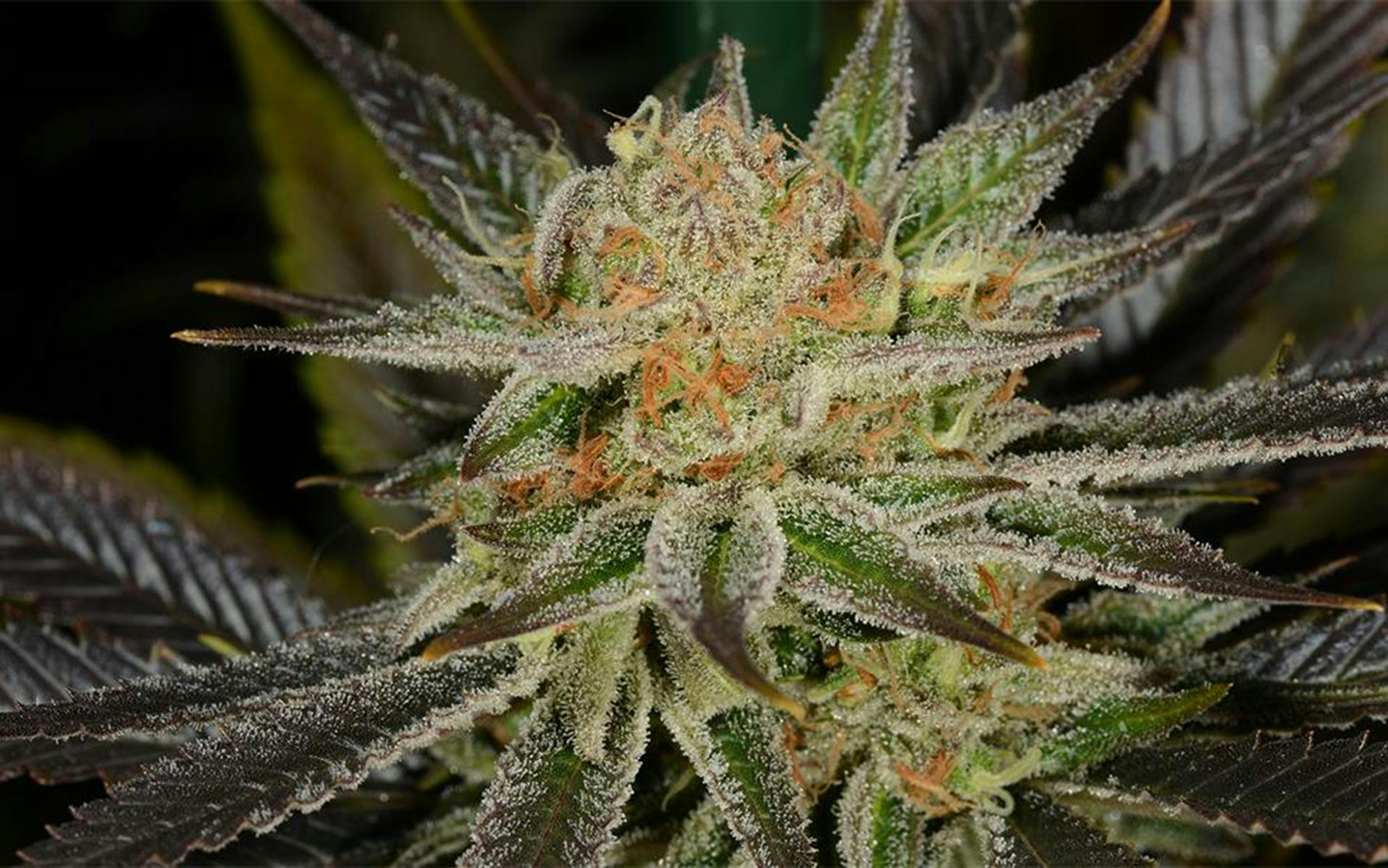 Tips for growing Jillybean cannabis image