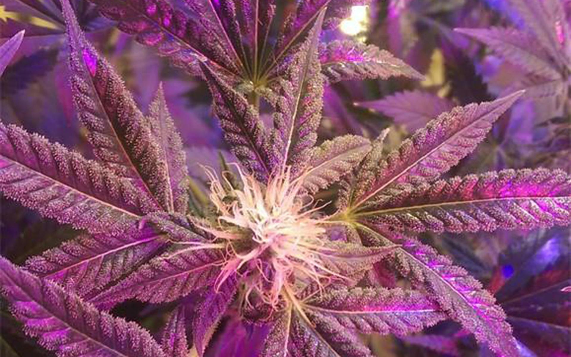 Tips for growing Blueberry Kush cannabis image