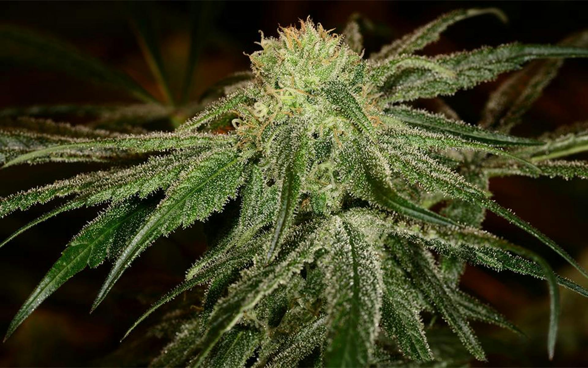 Tips for growing Cannatonic cannabis image