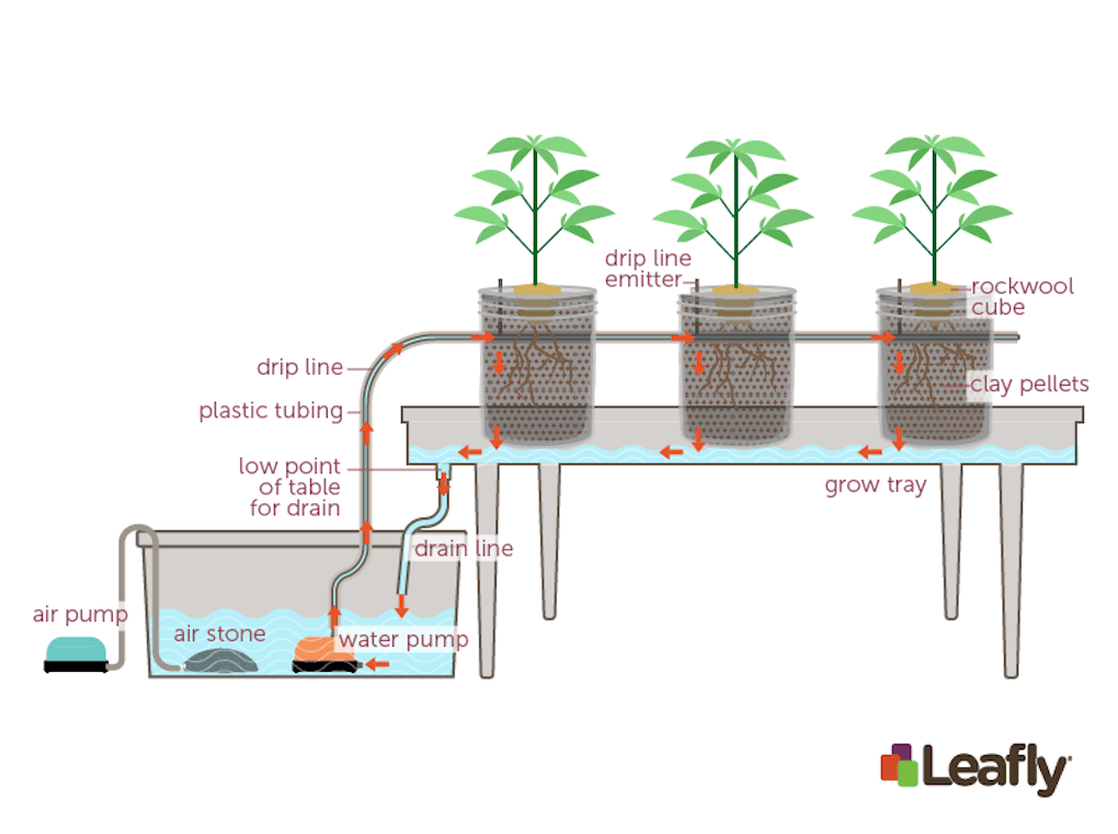 Opinion: Why Growing With Hydroponics Is Better Than Soil