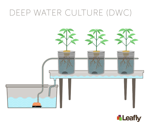 Hydroponic Growing Systems: Deep Water Culture (DWC)
