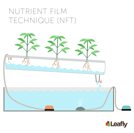 Hydroponic Growing Systems: Nutrient Film Technique (NFT)