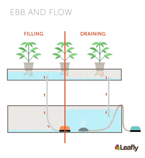 Hydroponic Growing Systems: Ebb and Flow