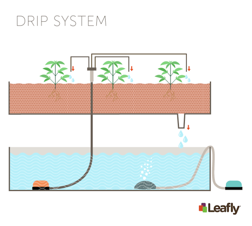 Hydroponic Growing Systems: Drip System