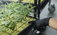 What Is Hydroponics? An Overview of Soilless Growing