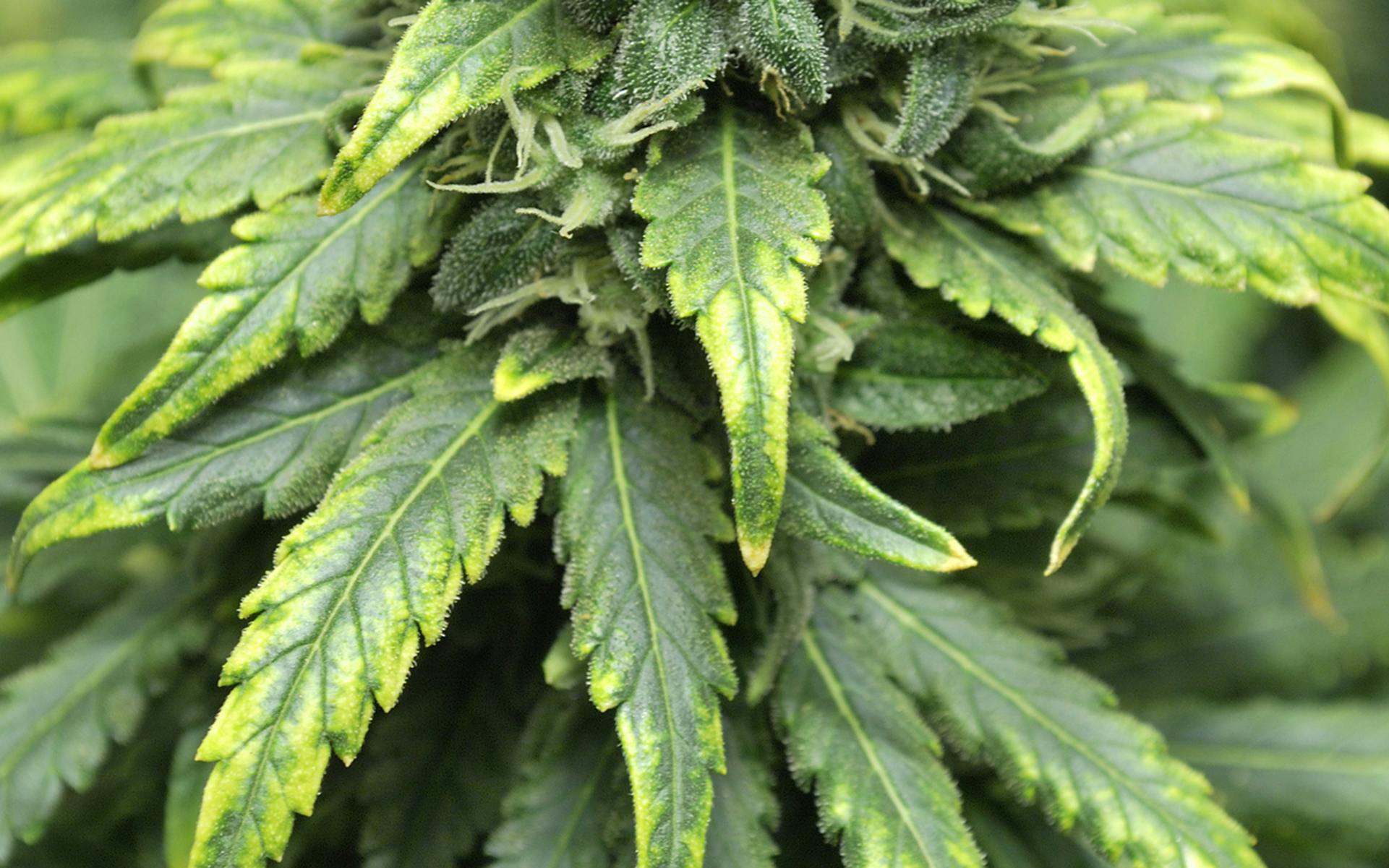 Troubleshooting common cannabis plant problems image