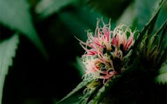 Tips for Growing Cotton Candy Kush Cannabis