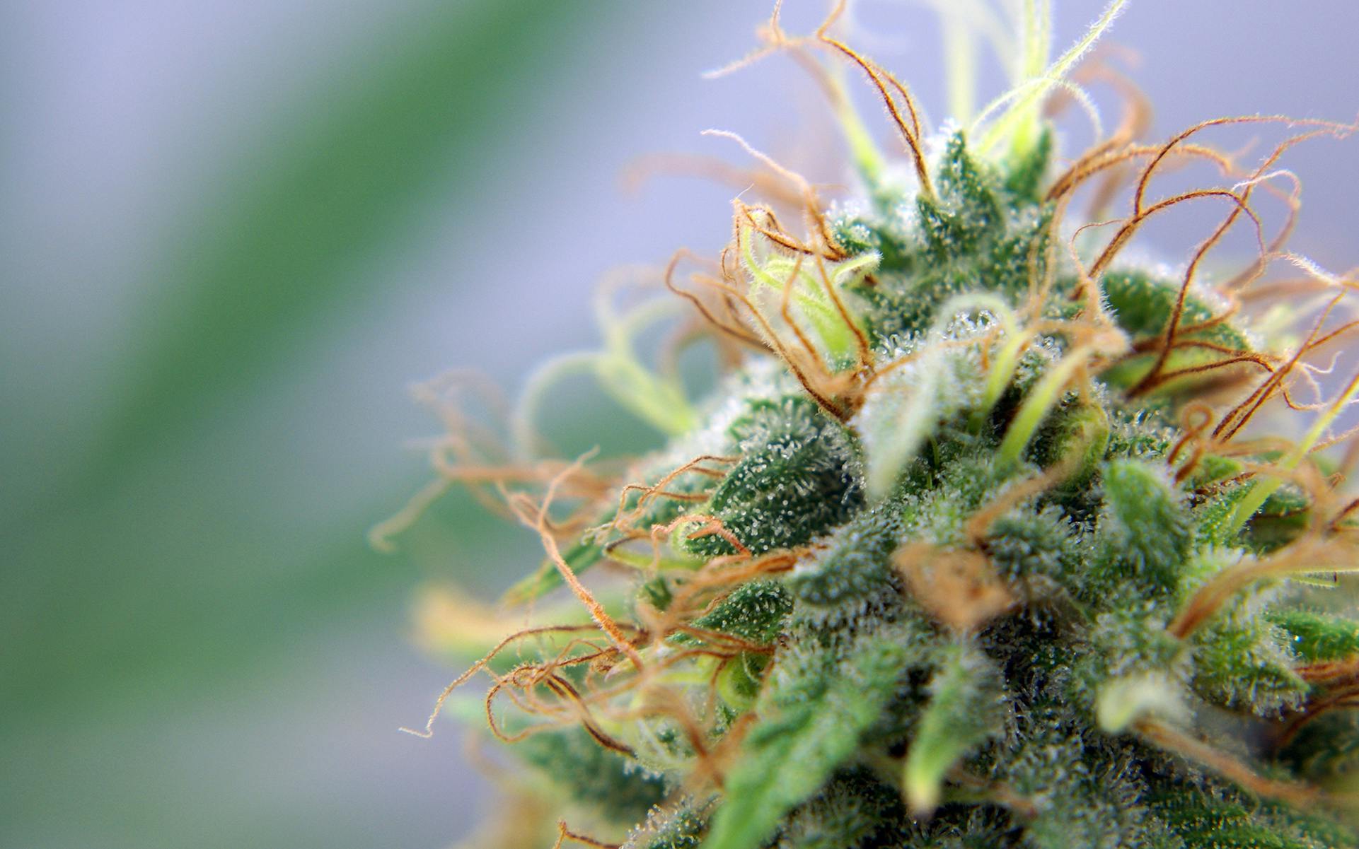 Tips for Growing Tangie Cannabis image