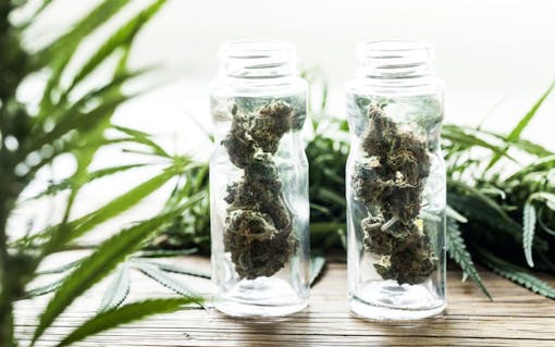 Marijuana buds in small jars on wooden table with cannabis leaves