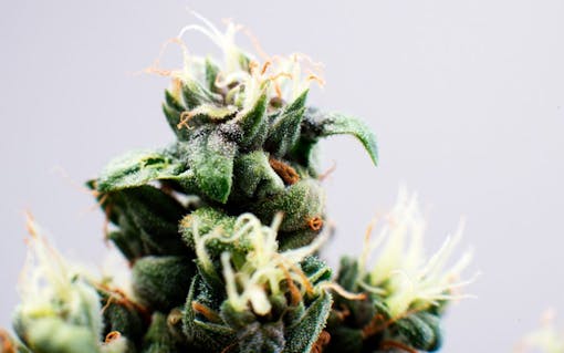 Island Sweet Skunk weed strain