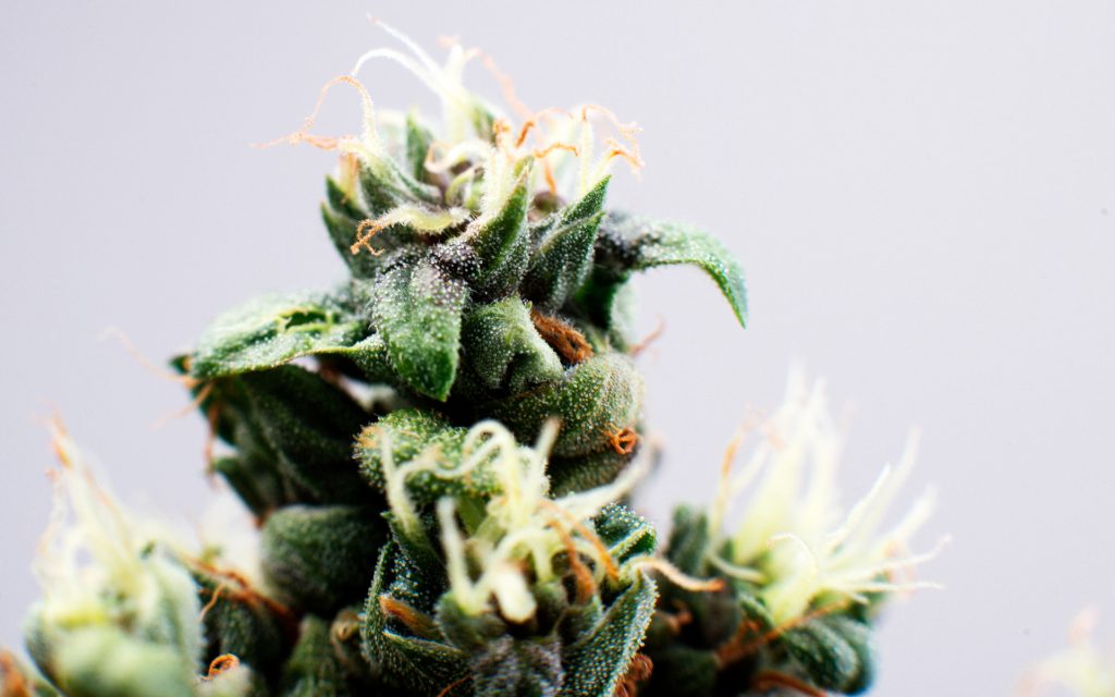 Island Sweet Skunk variety of grass