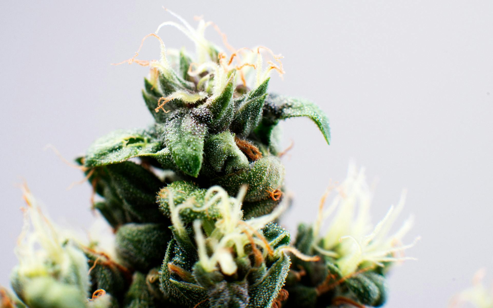 Tips for growing Island Sweet Skunk cannabis Leafly