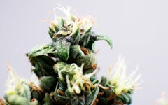 Island Sweet Skunk weed strain