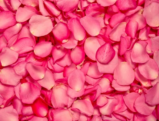 Red pink rose petals