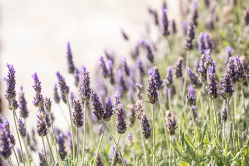 Lavender flowers, Closeup view of a lavender field blooming in spring, Greece