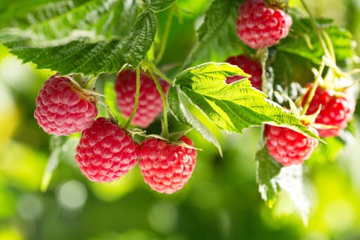 branch of ripe raspberries in a garden