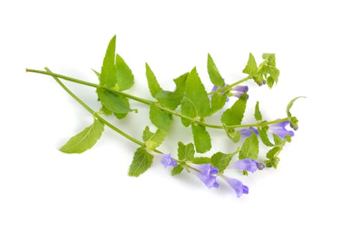Scutellaria galericulata, the common skullcap, marsh skullcap or hooded skullcap. Isolated.