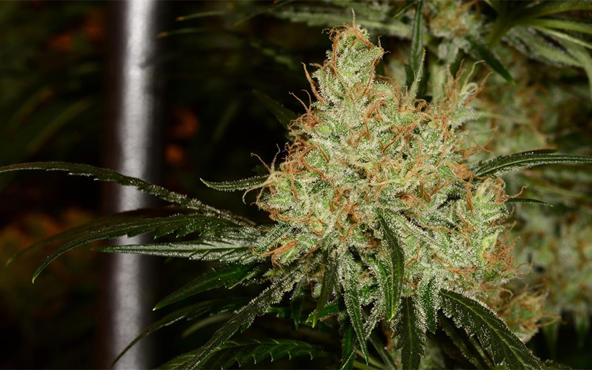 Learn more about growing the Ghost Train Haze cannabis strain including flo...