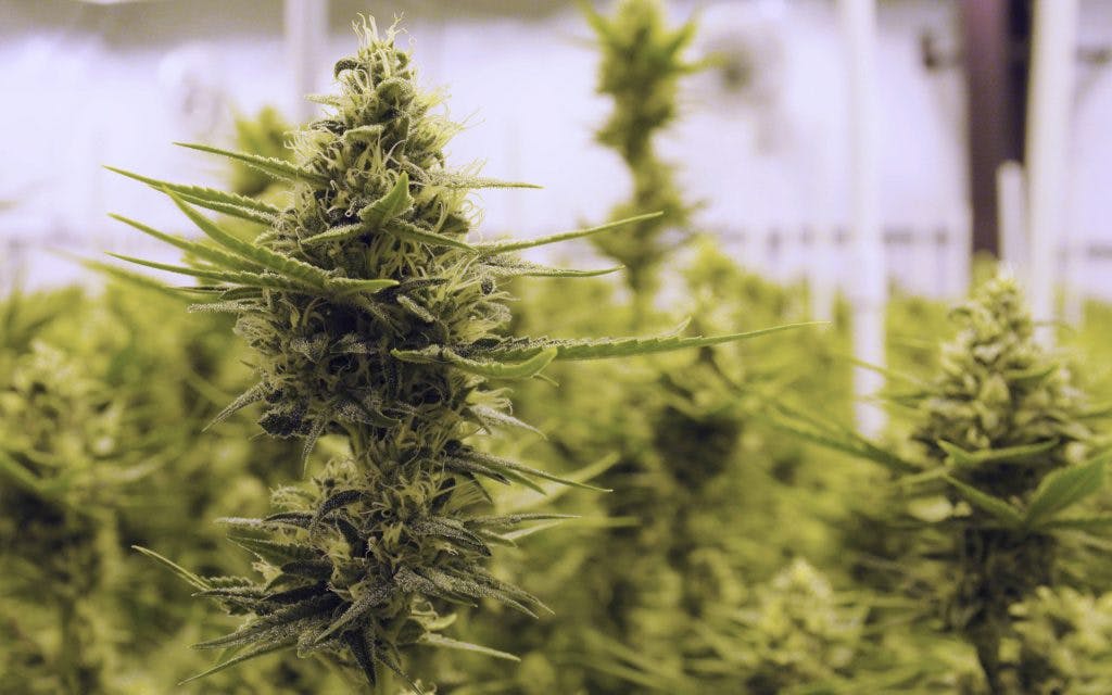 , Fear not—Maryland still has plenty of weed to go around