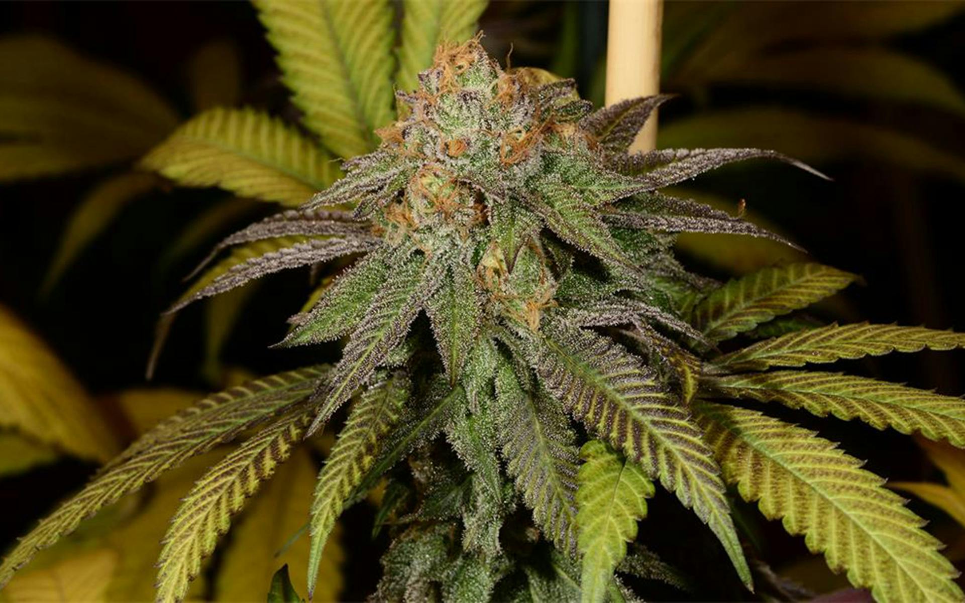 Tips for Growing Lavender Cannabis image